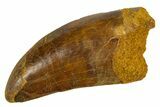 Serrated, Carcharodontosaurus Tooth - Very Robust Tooth #322063-1